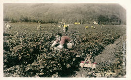 Strawberry pickers in Hatzic B.C.