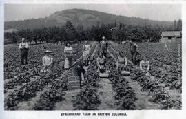 Strawberry Farm in British Columbia.